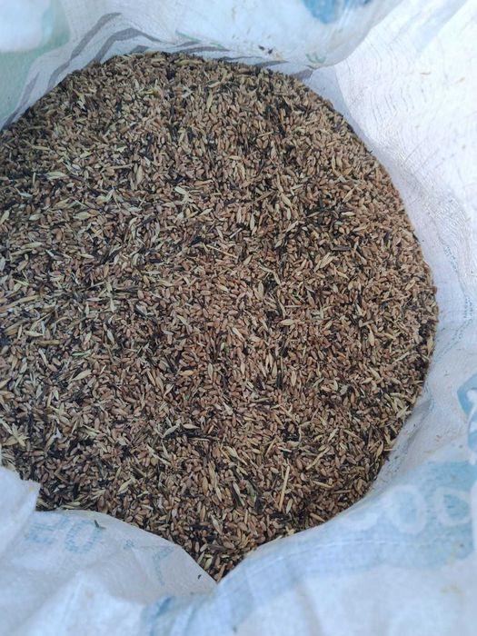 продам мешки пшеницы 50кг