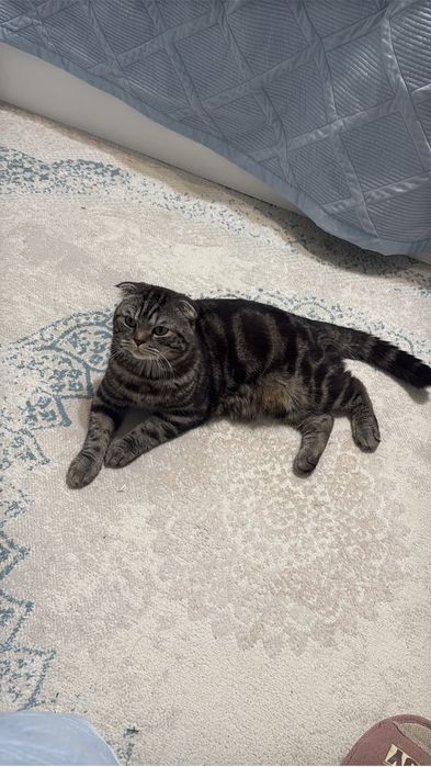 Кот по имени Будулай