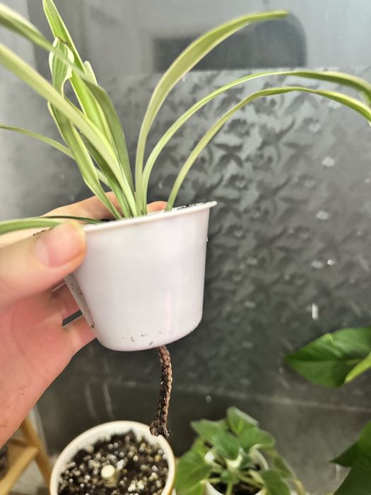 Хойя принцесса Аргентия