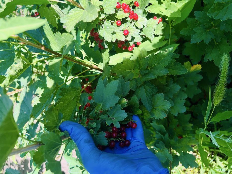 Продам дачу Здоровье