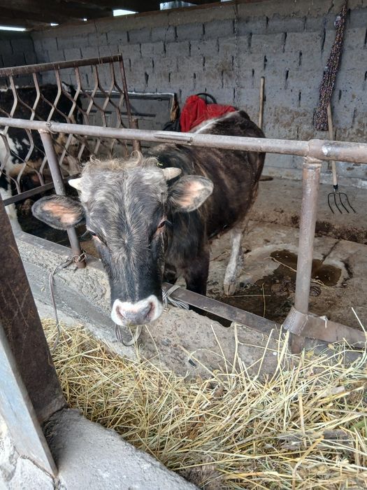 Продам бычка срочно