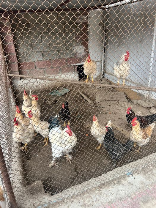 Дені сау жақсы қораздар росиский