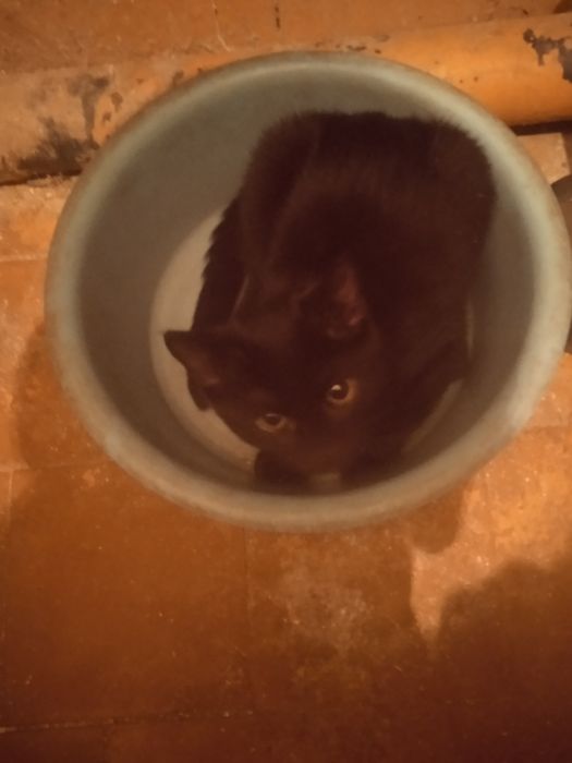Отдам котенка в добрые руки