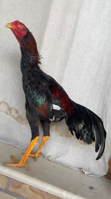 Juja iyul chiqan yirik vesi 3,9 kg bor qoraqizil toza