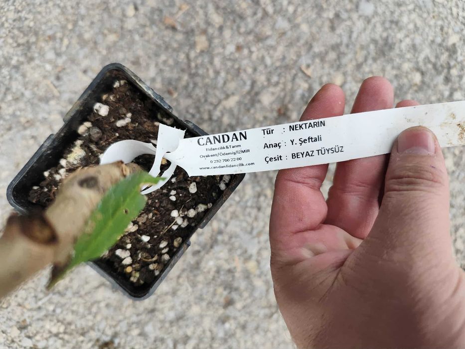 Бяла нектарина - Фиданки