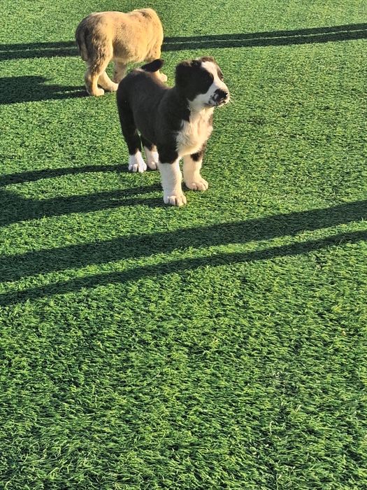 Щенки Алабая средниазиат