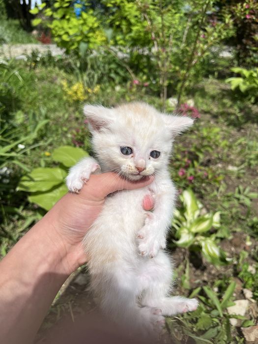 Отдам трех котят в хорошие руки!!