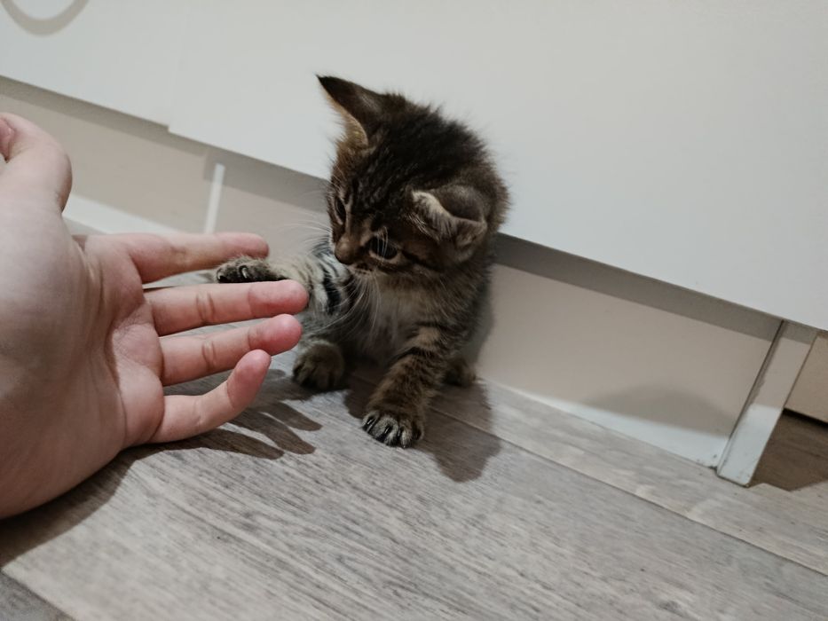 Продам котят, один мальчик и две девочки