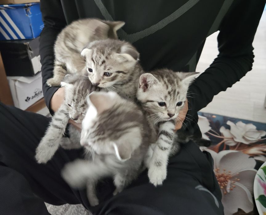 Котята  в добрые руки