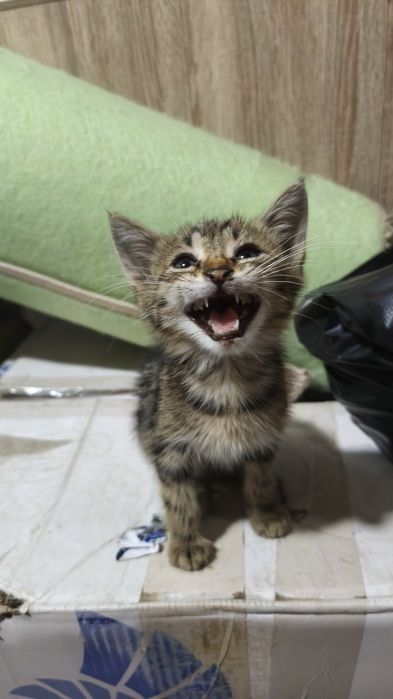 Отдаю котенка в хорошие руки