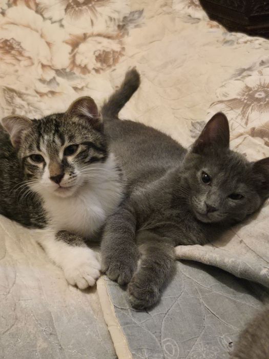 Отдам котят в добрые руки