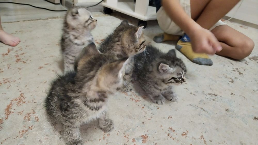 Отдадим котят в добрые руки
