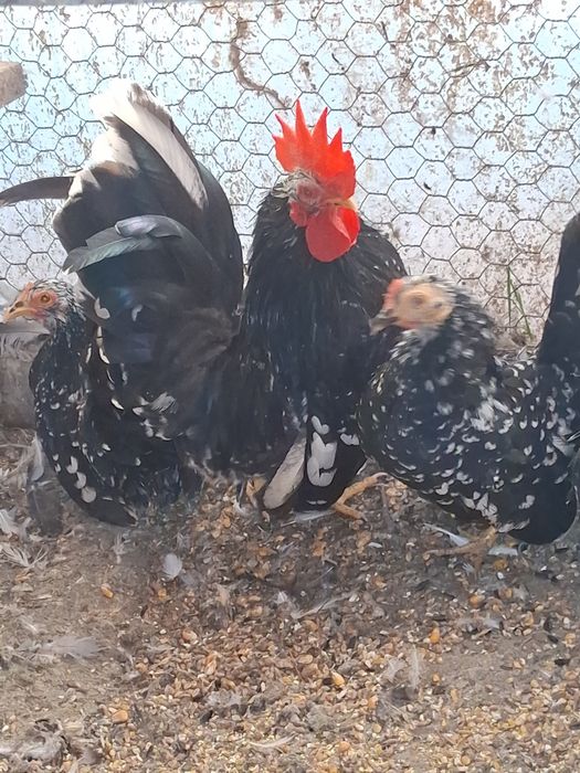 Vand gaini pitice CHABO