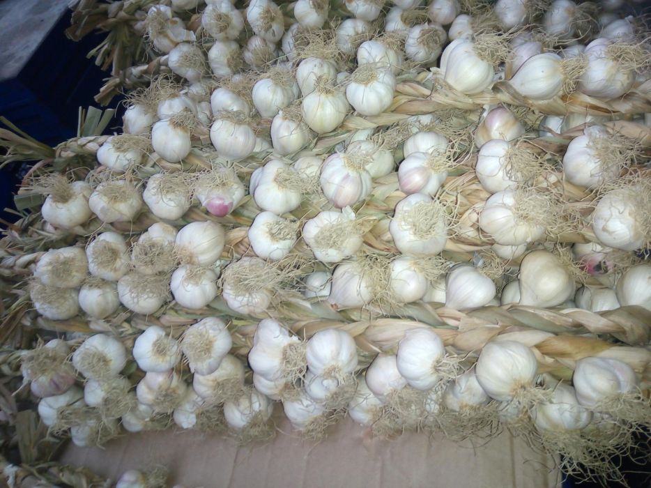 Sireaguri Usturoi de Copălău românesc