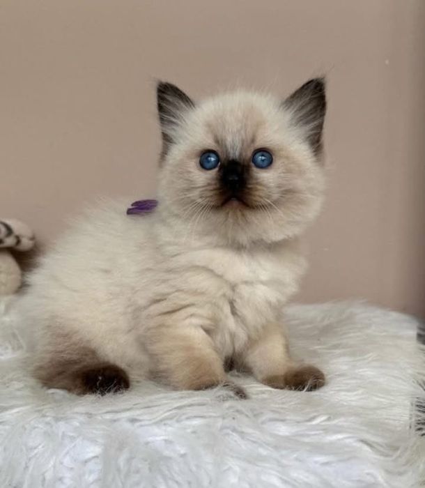 Ragdoll puiut mascul