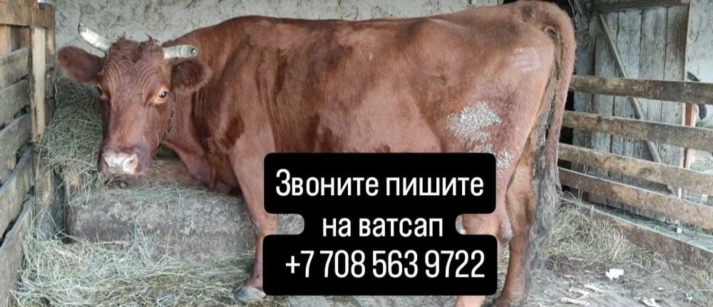 Дойная корова с телёнком