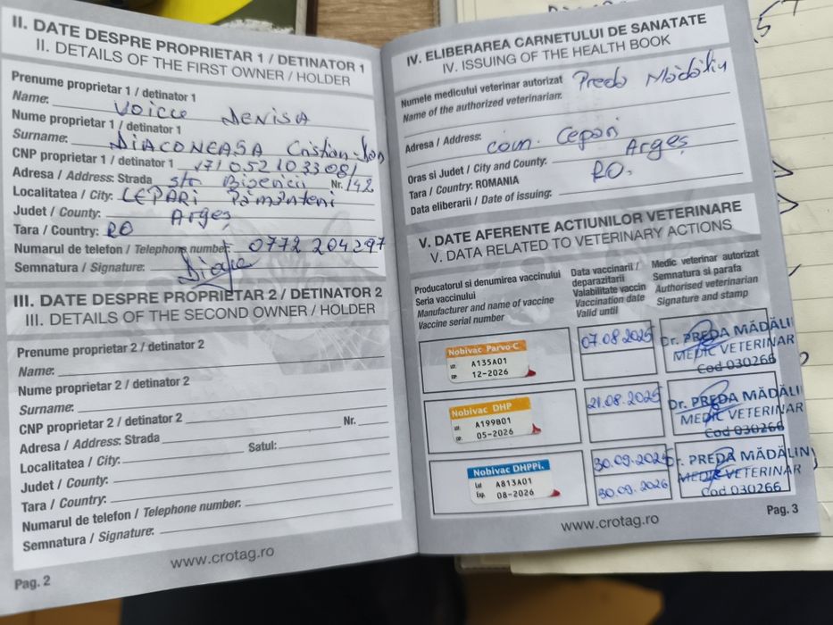 Fetiță pudel cu pedigree caută altă casă