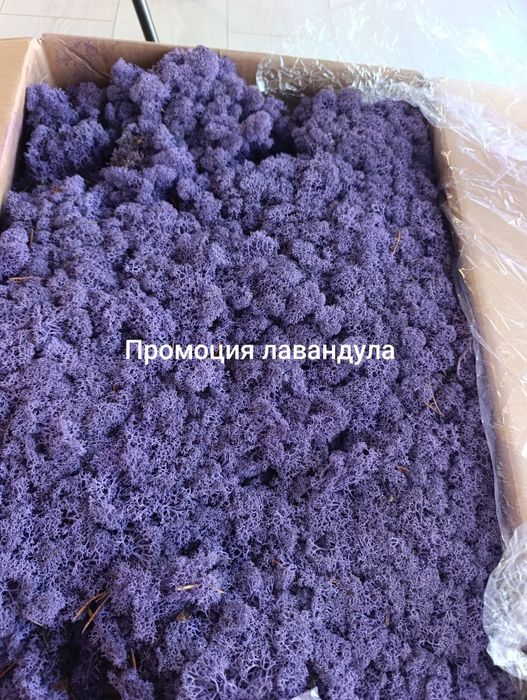 Скандинавски мъх високо качество за картини зелени стени, пана, декорации.