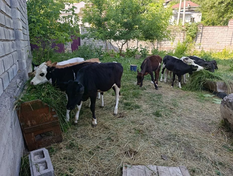 Телята тёлочки бычки новый завоз