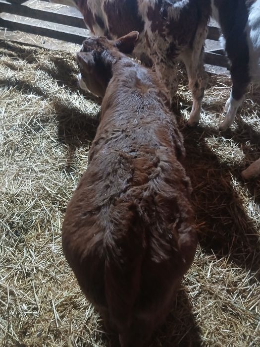 Vând 2 viței frumoși