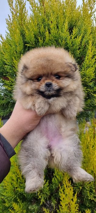 Померан померанче