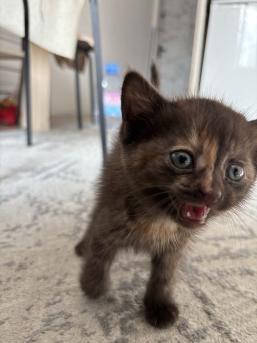 Котёнк 1,5 месяца