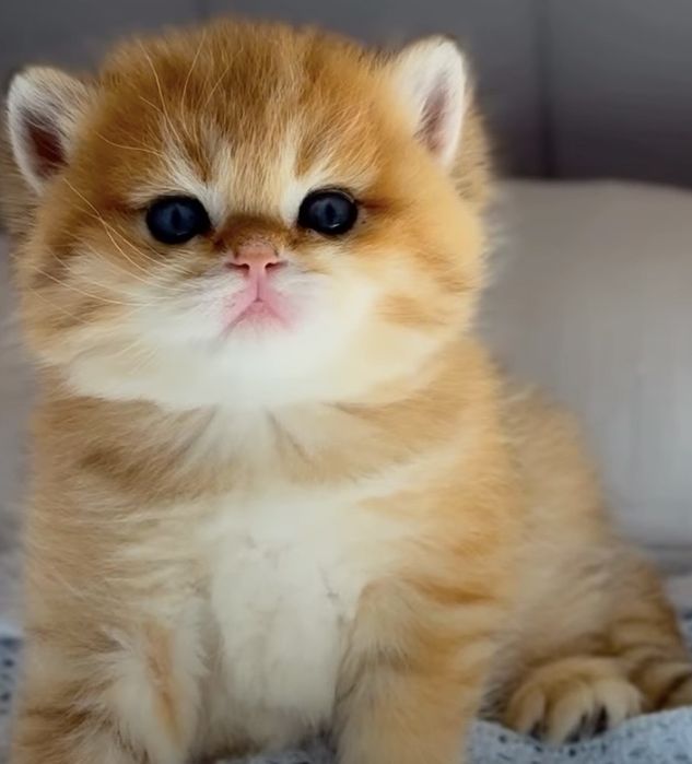 Чистокровные британская шиншила вокрас золота и серебро. ВЯЗКА