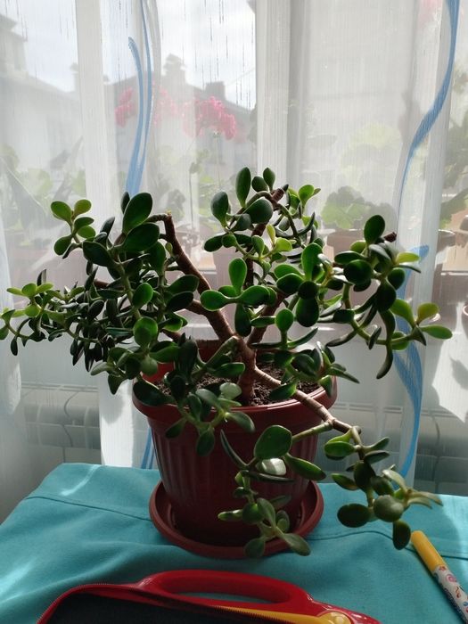 Налични жълти сансевиери, moonshine, cilindrica, Black moon, алое