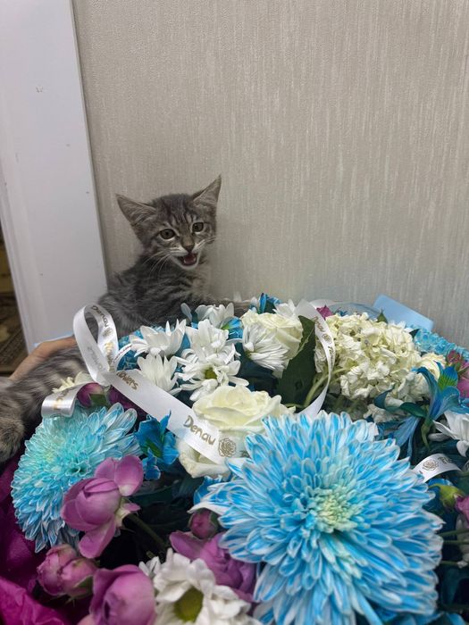 Отдам котенка в хорошие руки