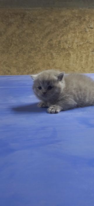 Mushuk zoti Scottish fold va straid