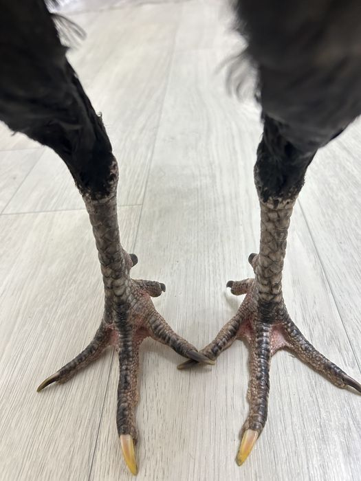 Дакан қораз жақсы зат