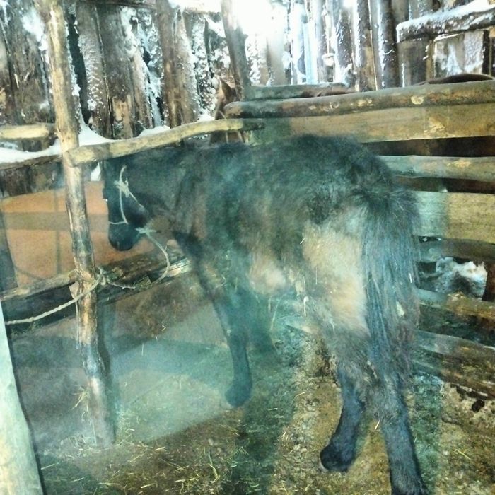 Жабағы сатылады еркек