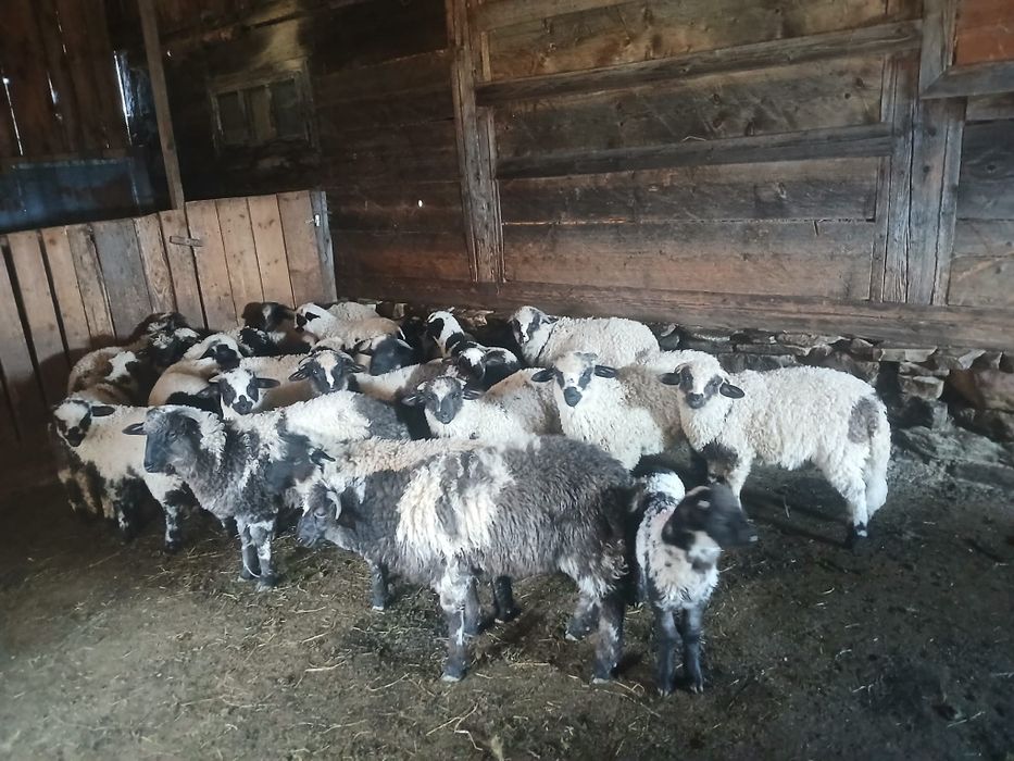 Miei de vânzare Suceava
