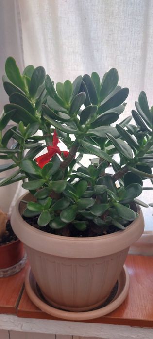 Комнатные растения