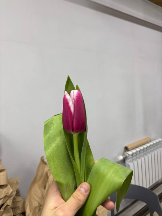 Тюльпан голландский