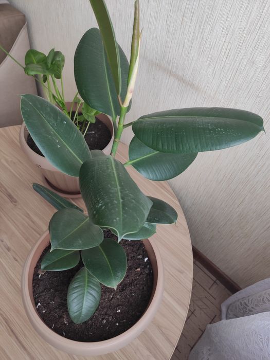 Продам фикус каучуконосный