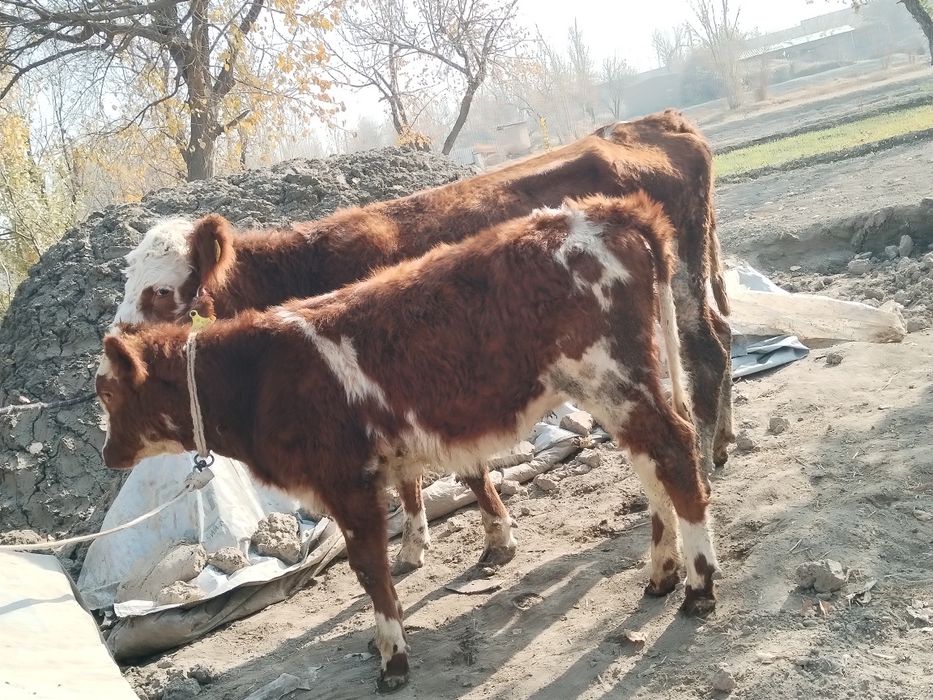 Ona bola grenford sigir