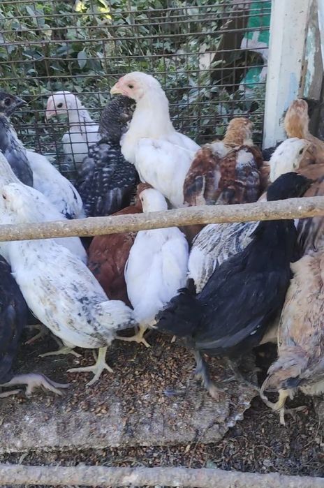 Цыплята - несушки 2 месяца