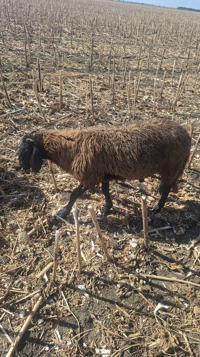 Oi Mame Carabas Cap-Negru Teleorman