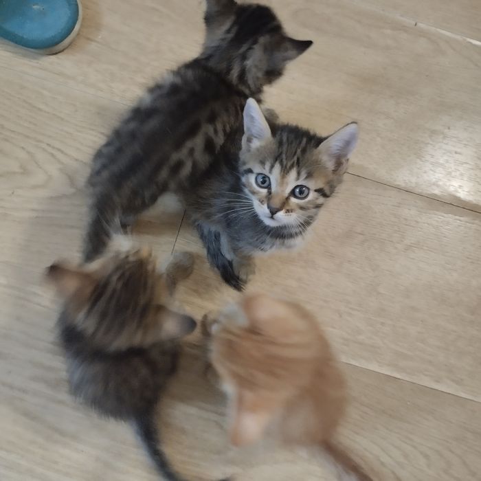 Котенок мальчик полосатый серый