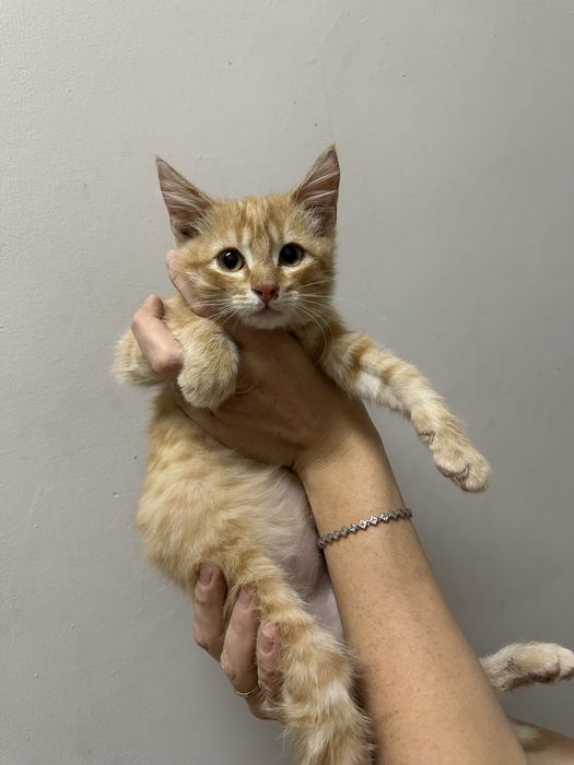 Котик мальчишка.