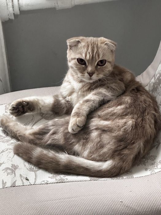 Отдам в добрые руки кошку девочку