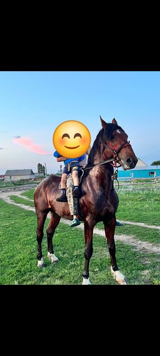 Продам жеребец полных 3 года