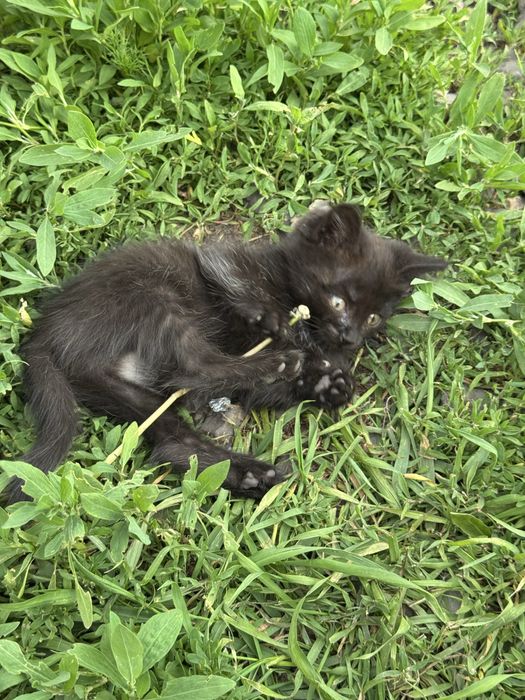 Отдалим котят в хорошие руки