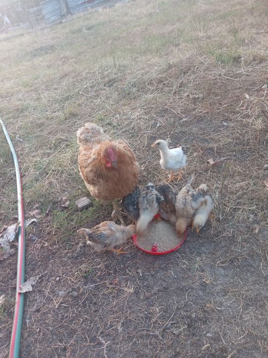 Продам куры домашние
