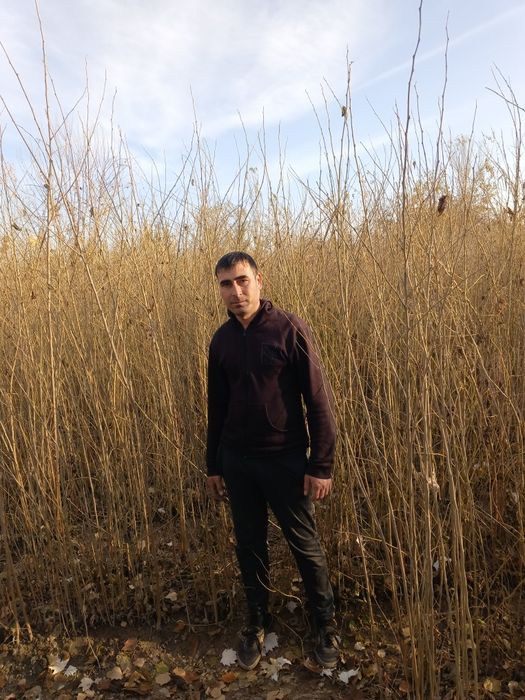 Tut koʻchatlari sotiladi. 20 sotx joyga ekilgan optim sotiladi.