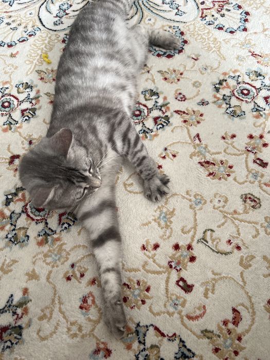 Кошка британец 7 мес