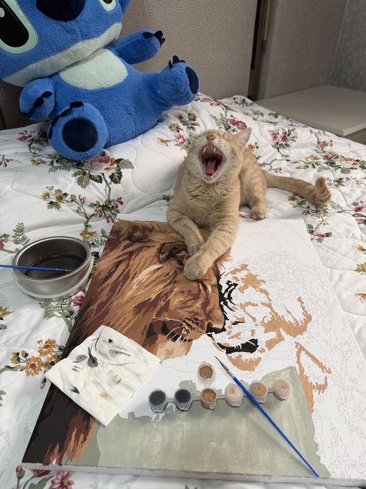 Отдам кота даром