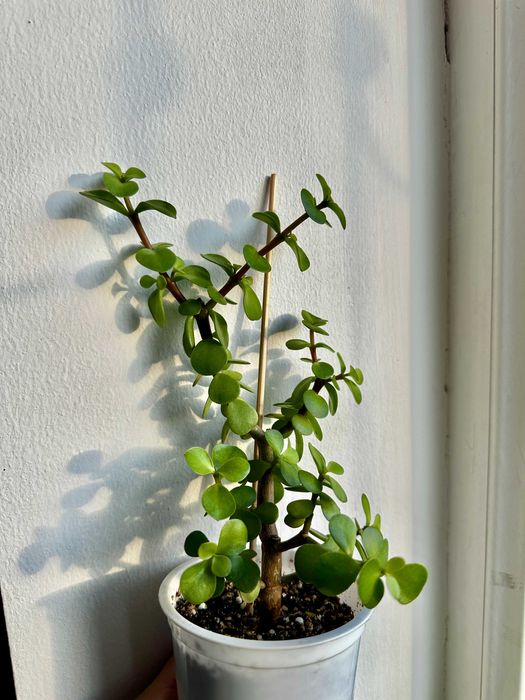 Портулакария афра