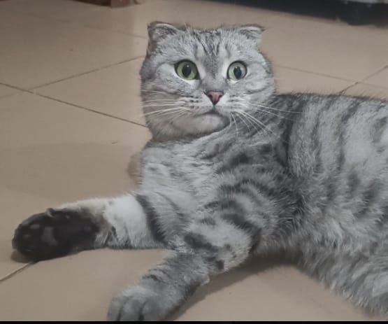 В добрые руки ласковую кошку